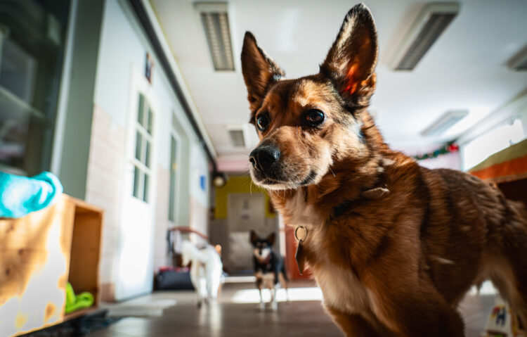 Schroniska w regionie czekają na osoby, które zechcą adoptować psa lub kota (zdjęcia)