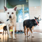 Schroniska w regionie czekają na osoby, które zechcą adoptować psa lub kota (zdjęcia) 19 - Polskie Radio Rzeszów Schroniska w regionie czekają na osoby, które zechcą adoptować psa lub kota (zdjęcia) - Polskie Radio Rzeszów