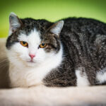 Schroniska w regionie czekają na osoby, które zechcą adoptować psa lub kota (zdjęcia) 20 - Polskie Radio Rzeszów Schroniska w regionie czekają na osoby, które zechcą adoptować psa lub kota (zdjęcia) - Polskie Radio Rzeszów