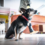 Schroniska w regionie czekają na osoby, które zechcą adoptować psa lub kota (zdjęcia) 21 - Polskie Radio Rzeszów Schroniska w regionie czekają na osoby, które zechcą adoptować psa lub kota (zdjęcia) - Polskie Radio Rzeszów