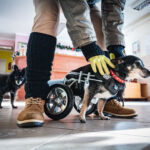 Schroniska w regionie czekają na osoby, które zechcą adoptować psa lub kota (zdjęcia) 22 - Polskie Radio Rzeszów Schroniska w regionie czekają na osoby, które zechcą adoptować psa lub kota (zdjęcia) - Polskie Radio Rzeszów