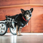 Schroniska w regionie czekają na osoby, które zechcą adoptować psa lub kota (zdjęcia) 23 - Polskie Radio Rzeszów Schroniska w regionie czekają na osoby, które zechcą adoptować psa lub kota (zdjęcia) - Polskie Radio Rzeszów