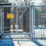 Schroniska w regionie czekają na osoby, które zechcą adoptować psa lub kota (zdjęcia) 25 - Polskie Radio Rzeszów Schroniska w regionie czekają na osoby, które zechcą adoptować psa lub kota (zdjęcia) - Polskie Radio Rzeszów