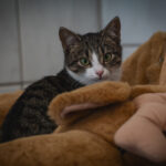 Schroniska w regionie czekają na osoby, które zechcą adoptować psa lub kota (zdjęcia) 26 - Polskie Radio Rzeszów Schroniska w regionie czekają na osoby, które zechcą adoptować psa lub kota (zdjęcia) - Polskie Radio Rzeszów