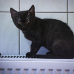 Schroniska w regionie czekają na osoby, które zechcą adoptować psa lub kota (zdjęcia) 28 - Polskie Radio Rzeszów Schroniska w regionie czekają na osoby, które zechcą adoptować psa lub kota (zdjęcia) - Polskie Radio Rzeszów