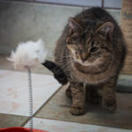 Schroniska w regionie czekają na osoby, które zechcą adoptować psa lub kota (zdjęcia) 29 - Polskie Radio Rzeszów Schroniska w regionie czekają na osoby, które zechcą adoptować psa lub kota (zdjęcia) - Polskie Radio Rzeszów