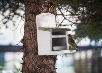 W&nbsp;ostatnich latach w&nbsp;miastach drastycznie spada populacja ptaków