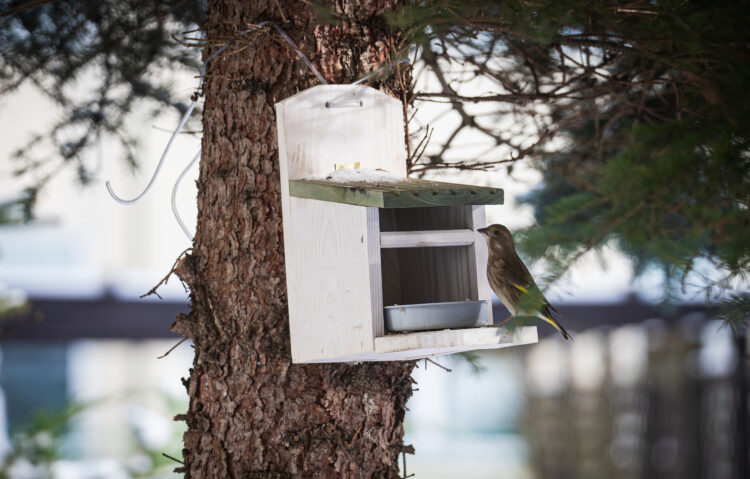 W ostatnich latach w miastach drastycznie spada populacja ptaków