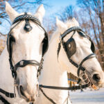 Uroczystości pogrzebowe księcia Lubomirskiego w Przeworsku (fotogaleria) 66 - Polskie Radio Rzeszów Uroczystości pogrzebowe księcia Lubomirskiego w Przeworsku (fotogaleria) - Polskie Radio Rzeszów