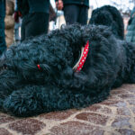 Tak gra WOŚP w Rzeszowie! Barwny korowód przeszedł ulicami miasta (zdjęcia) 47 - Polskie Radio Rzeszów Tak gra WOŚP w Rzeszowie! Barwny korowód przeszedł ulicami miasta (zdjęcia) - Polskie Radio Rzeszów