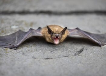 Badania siedlisk nietoperzy na&nbsp;Podkarpaciu