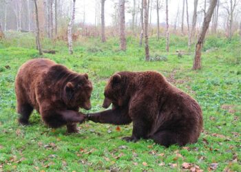 Na&nbsp;Podkarpaciu ustanowiono trzy strefy ochrony dla niedźwiedzi. Tutaj są&nbsp;ich gawry i&nbsp;rodzą się młode