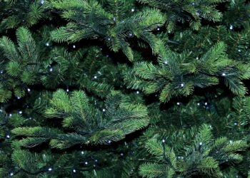 Poświąteczna zbiórka choinek w&nbsp;podkarpackich miastach