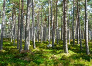 9 stycznia – Dzień Ligi Ochrony Przyrody