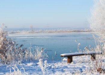 Imprezy dla morsów nad&nbsp;Jeziorem Tarnobrzeskim i&nbsp;w&nbsp;Pogwizdowie Starym