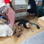 Tutaj każdy zwierzak ma swoją kanapę. Tak wygląda Psia Wioska w Przemyślu (zdjęcia) - Polskie Radio Rzeszów