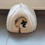 Tutaj każdy zwierzak ma swoją kanapę. Tak wygląda Psia Wioska w Przemyślu (zdjęcia) - Polskie Radio Rzeszów