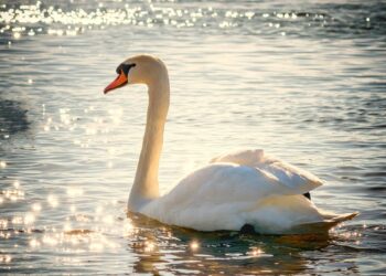 Obostrzenia na&nbsp;Podkarpaciu w&nbsp;związku z&nbsp;ptasią grypą