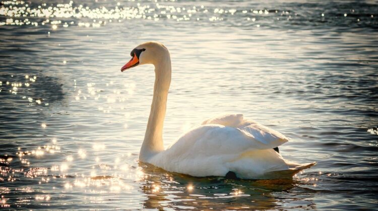 Obostrzenia na Podkarpaciu w związku z ptasią grypą 1 - Polskie Radio Rzeszów Obostrzenia na Podkarpaciu w związku z ptasią grypą