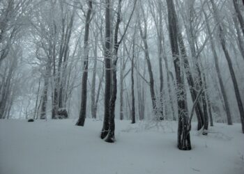 W&nbsp;Bieszczadach panują trudne, zimowe warunki turystyczne