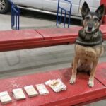 KAS z pomocą owczarka belgijskiego wykryła nielegalny przewóz euro 3 - Polskie Radio Rzeszów KAS z pomocą owczarka belgijskiego wykryła nielegalny przewóz euro - Polskie Radio Rzeszów