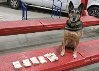 KAS z&nbsp;pomocą owczarka belgijskiego wykryła nielegalny przewóz euro