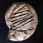 65. międzynarodowa giełda minerałów już w ten weekend w Rzeszowie 5 - Polskie Radio Rzeszów 65. międzynarodowa giełda minerałów już w ten weekend w Rzeszowie - Polskie Radio Rzeszów