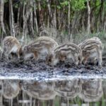 Najpiękniejsze leśne fotografie można zobaczyć w Krośnieńskiej Bibliotece Publicznej 8 - Polskie Radio Rzeszów Najpiękniejsze leśne fotografie można zobaczyć w Krośnieńskiej Bibliotece Publicznej - Polskie Radio Rzeszów
