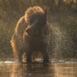 Najpiękniejsze leśne fotografie można zobaczyć w Krośnieńskiej Bibliotece Publicznej 7 - Polskie Radio Rzeszów Najpiękniejsze leśne fotografie można zobaczyć w Krośnieńskiej Bibliotece Publicznej - Polskie Radio Rzeszów