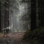 Najpiękniejsze leśne fotografie można zobaczyć w Krośnieńskiej Bibliotece Publicznej 3 - Polskie Radio Rzeszów Najpiękniejsze leśne fotografie można zobaczyć w Krośnieńskiej Bibliotece Publicznej - Polskie Radio Rzeszów