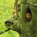 Najpiękniejsze leśne fotografie można zobaczyć w Krośnieńskiej Bibliotece Publicznej 2 - Polskie Radio Rzeszów Najpiękniejsze leśne fotografie można zobaczyć w Krośnieńskiej Bibliotece Publicznej - Polskie Radio Rzeszów