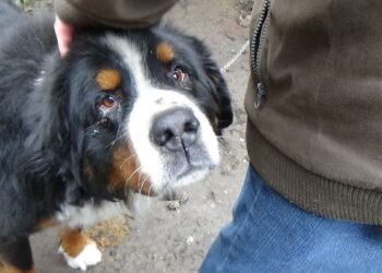 Policyjna interwencja zakończyła się odebraniem psa i&nbsp;umieszczeniem go&nbsp;w&nbsp;schronisku