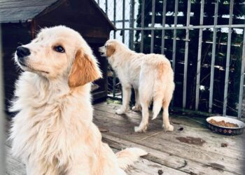 Właściciel psów poszukiwany