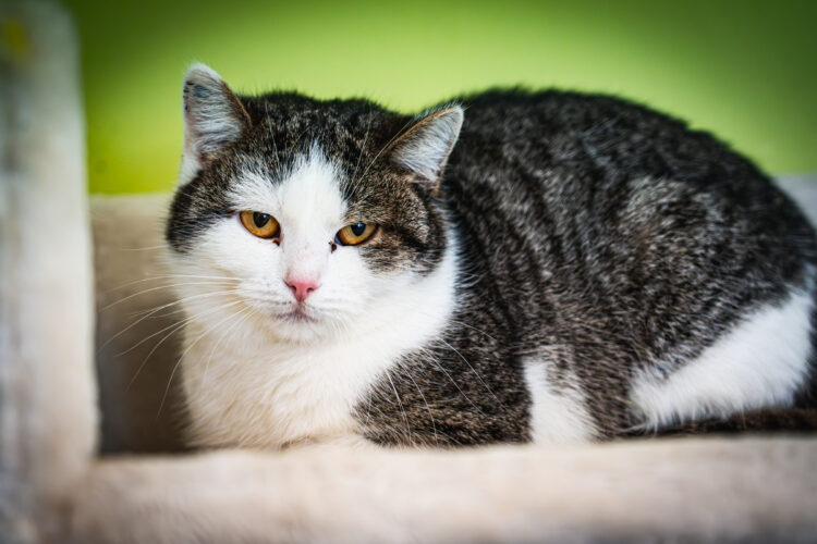 Pobijmy rekord Guinnessa w pomaganiu bezdomnym kotom!