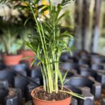 Festiwal roślin w Rzeszowie 12 - Polskie Radio Rzeszów Festiwal roślin w Rzeszowie - Polskie Radio Rzeszów