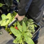 Festiwal roślin w Rzeszowie 11 - Polskie Radio Rzeszów Festiwal roślin w Rzeszowie - Polskie Radio Rzeszów