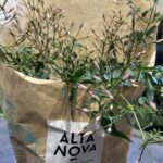 Festiwal roślin w Rzeszowie 8 - Polskie Radio Rzeszów Festiwal roślin w Rzeszowie - Polskie Radio Rzeszów