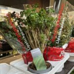 Festiwal roślin w Rzeszowie 4 - Polskie Radio Rzeszów Festiwal roślin w Rzeszowie - Polskie Radio Rzeszów