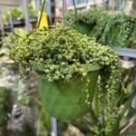 Festiwal roślin w Rzeszowie 3 - Polskie Radio Rzeszów Festiwal roślin w Rzeszowie - Polskie Radio Rzeszów