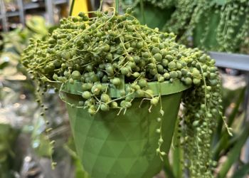 Festiwal roślin w&nbsp;Rzeszowie