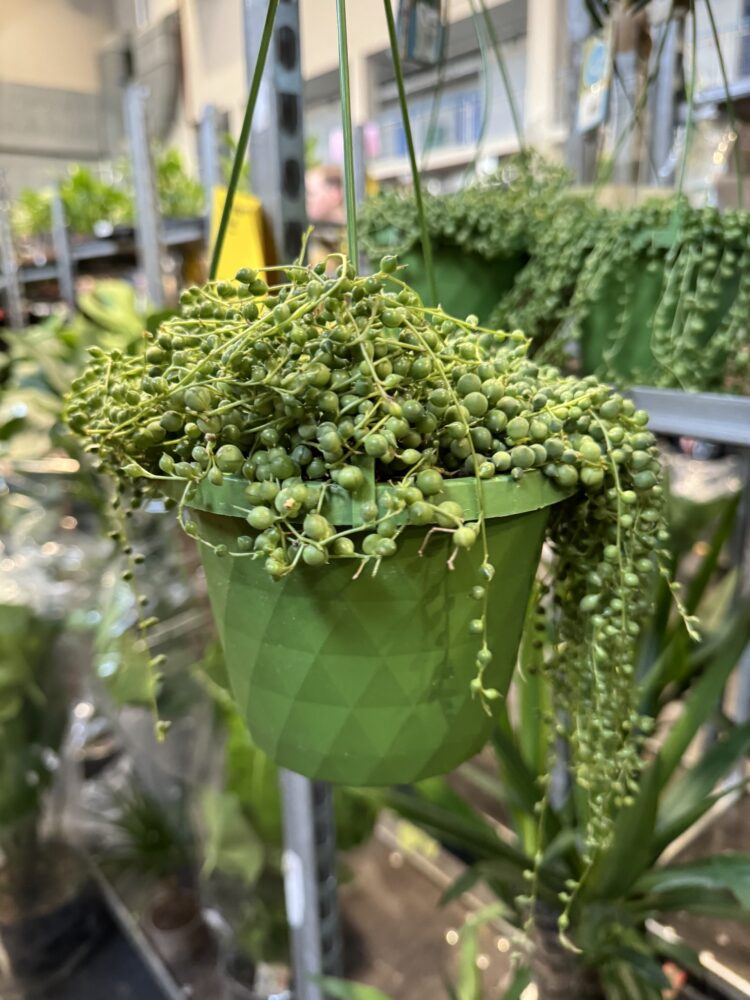 Festiwal roślin w Rzeszowie