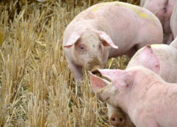 Wyhodowano świnie, które mogą być dawcami organów dla ludzi