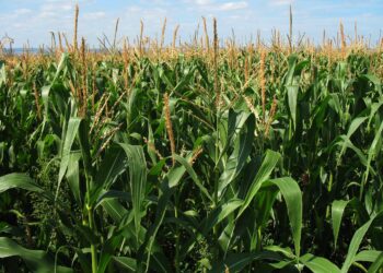 Do&nbsp;końca lutego producenci mogą składać wnioski o&nbsp;dopłatę do&nbsp;kukurydzy