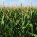 corn field 1935 1280