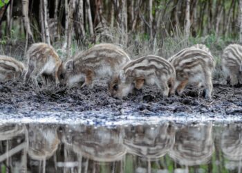 Najpiękniejsze leśne fotografie można zobaczyć w Krośnieńskiej Bibliotece Publicznej