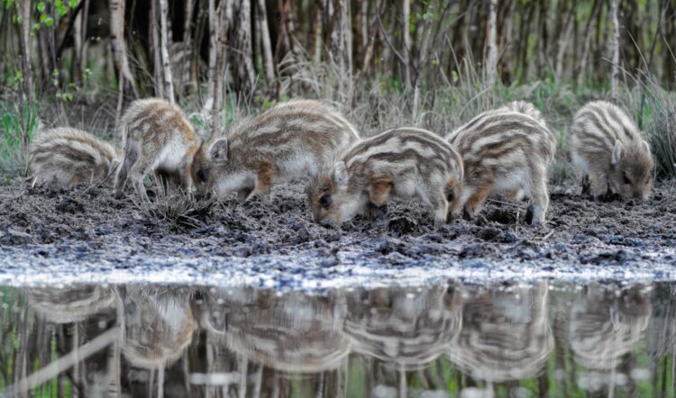 Najpiękniejsze leśne fotografie można zobaczyć w Krośnieńskiej Bibliotece Publicznej