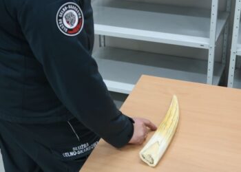 71-latek próbował przewieźć przez&nbsp;granicę kieł morsa arktycznego