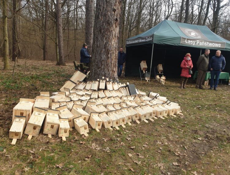 Las Zwierzyniecki z nowymi budkami lęgowymi dla ptaków