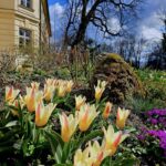 Wiosna w ogrodzie łańcuckiego zamku 5 - Polskie Radio Rzeszów Wiosna w ogrodzie łańcuckiego zamku - Polskie Radio Rzeszów