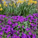 Wiosna w ogrodzie łańcuckiego zamku 4 - Polskie Radio Rzeszów Wiosna w ogrodzie łańcuckiego zamku - Polskie Radio Rzeszów